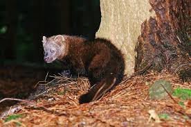 If i want it it will be mine. Open Season What Is A Fisher And How Can You Keep Them Away From Your Chicken Coop Sports Southcoasttoday Com New Bedford Ma