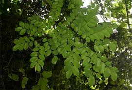 Image result for Erythrophleum