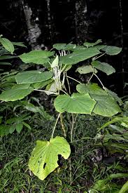 Image result for Piper umbellatum