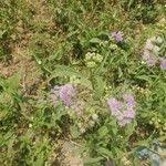 Image result for Ethulia