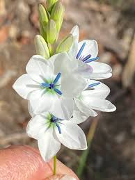 Image result for Polystachya bifida