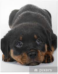 Peki rottweiler nasıl bir köpektir? Poster Kleines Rottweiler Welpen Hund Legt Sich Pixers Wir Leben Um Zu Verandern