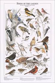 chart with michigan birds birds of the garden winter i