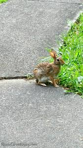Create a chicken wire fence. How To Keep Rabbits Out Of Your Garden Safe And Easy