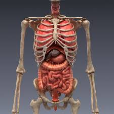 Realistic Human Internal Organs 3d Model Human Body Model Human Body Anatomy Human Anatomy 3d