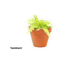 Image result for ledviník