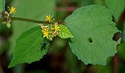 Image result for Triumfetta tomentosa