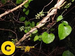 Image result for Tinospora fragosa