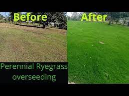 Pin On Cool Season Grass