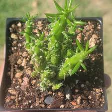 Image result for Austrocylindropuntia