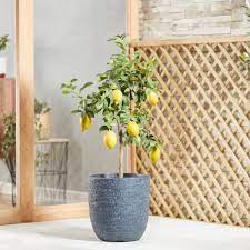 Check spelling or type a new query. Citrus Tree Lemon Eureka Dobies