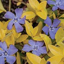 24 Carat Vinca Plant Spring Hill Nursery Ground Cover Flora Flowers