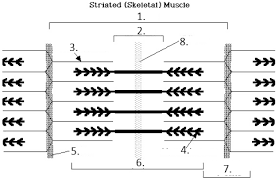 Heart diagram, with led light wiring diagram. Blank Sarcomere Diagram Wiring Diagram Teach Under1 Teach Under1 Bujinkan It
