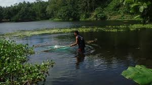 Philippines cebuano vernacular no tabilos: Sinarapan Or Tabios The Smallest Fish In The World Found In Buhi Lake Cam Sur Natural Landmarks Beautiful Places Lake