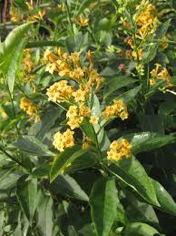 Image result for Cestrum