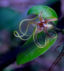 Image result for Strophanthus bequaertii