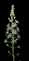 Image result for Ornithogalum flexuosum