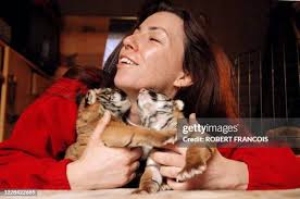 28 Tigre Cirque Stock Photos, High-Res Pictures, and Images