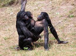 ボノボ猿交尾の写真素材・画像素材 Image 22400814