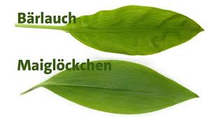 Nur wenige löffel kosteten ihn das leben, berichtete die. Giftige Doppelganger So Unterscheiden Sie Barlauch Und Maiglockchen Swr1 Rheinland Pfalz Swr De