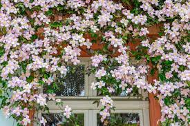 Image result for Clematis costata