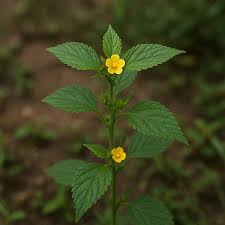 Image result for Corchorus aestuans