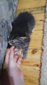 Barinaktan Aldigim Yavru Kedi Hicbirsey Yemiyor Ne Yapmaliyim Kizlarsoruyor