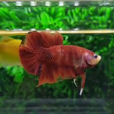 Video Male Plakat Tail Red Koi Galaxy Betta Fish Ikan Akuarium Ikan Cupang Binatang