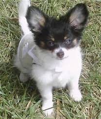 We are located in northwest washington, but we consider adopting to out of state individuals upon approval. Chihuahua Dog Breed Pictures 6