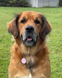 Image result for flat coated retrívr