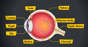 Image result for Retinal Anatomy