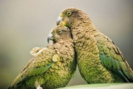 ببغاء الكيا او الكاي سيد الجبل و احد الببغاوات الاكثر دكاء في العالم موضوع شامل طيور العرب Animals New Zealand Pet Birds