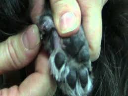 Many things can cause ingrown toenails. How To Clip Ingrown Dew Claws Youtube
