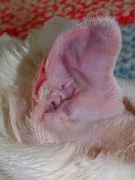 Home remedies do not work very well & this condition is not only irritating but can become painful to your cat. Ear Aural Hematoma In Cats Vetlexicon Felis From Vetstream Definitive Veterinary Intelligence