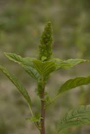 Image result for Amaranthus hybridus