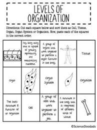 Levels Of Organization In Plants And Animals Card Sort Sorting Cards Syllabus Template Teacher Lessons