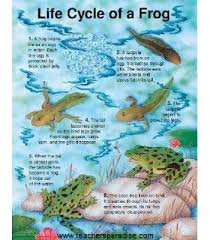 The Life Cycle Of A Frog Chart