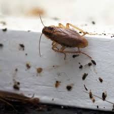 We focus on elimination and control, our aim is to prevent the infestation from returning, allowing you to maintain the integrity of your business. Home Perry Pest Control