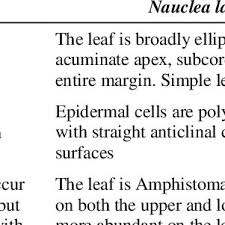 Image result for Rhodopentas bussei