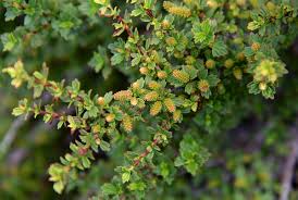 Image result for Myrothamnus flabellifolius