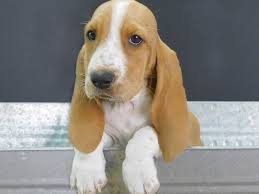 Basset hounds are extremely laidback dogs, almost to the point of laziness. Basset Hound Puppies Petland Gallipolis Oh