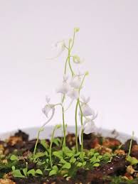 Image result for Utricularia tortilis