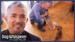 Enzo a.k.a Eddie the Famous Dog