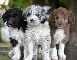 Puppies Oregon Bordoodles Puppies Fluffy Puppies Dogs And Puppies