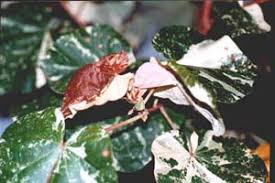 Image result for Aeollanthus suaveolens