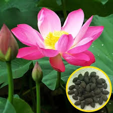 Pada zaman dahulu sebelum terjumpanya bahan pewarna seperti yang terdapat dengan mudah. Bunga Lotus