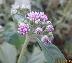 Image result for Ethulia