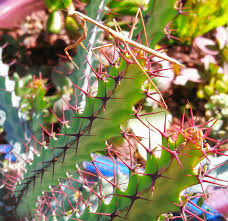 Image result for Senecio greenwayi