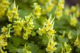 It is a late summer bloomer that has bright yellow blooms with an orange center and rounded edges. 25 Yellow Flowers For Gardens Perennials Annuals With Yellow Blossoms