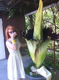 Corpse Flower Amazing Flowers Corpse Flower Rare Flowers
